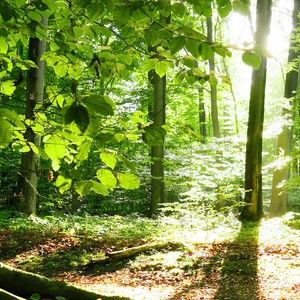 Meet your Posher, Jafar